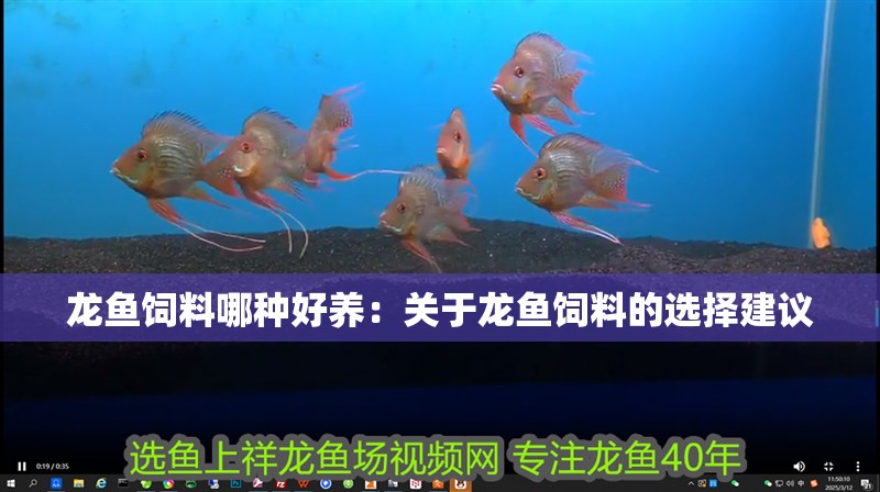 龍魚飼料哪種好養：關于龍魚飼料的選擇建議