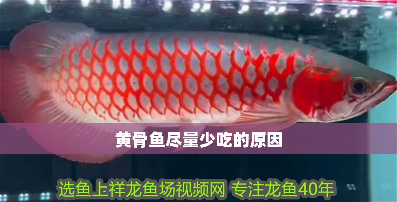 黃骨魚盡量少吃的原因