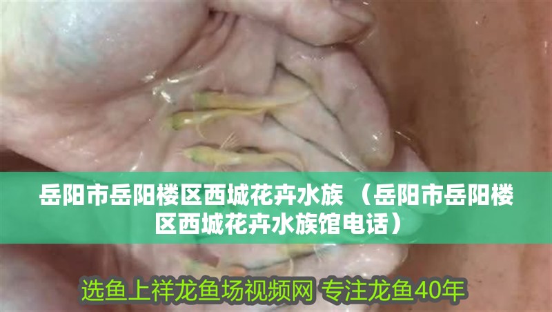 岳陽(yáng)市岳陽(yáng)樓區(qū)西城花卉水族 （岳陽(yáng)市岳陽(yáng)樓區(qū)西城花卉水族館電話）