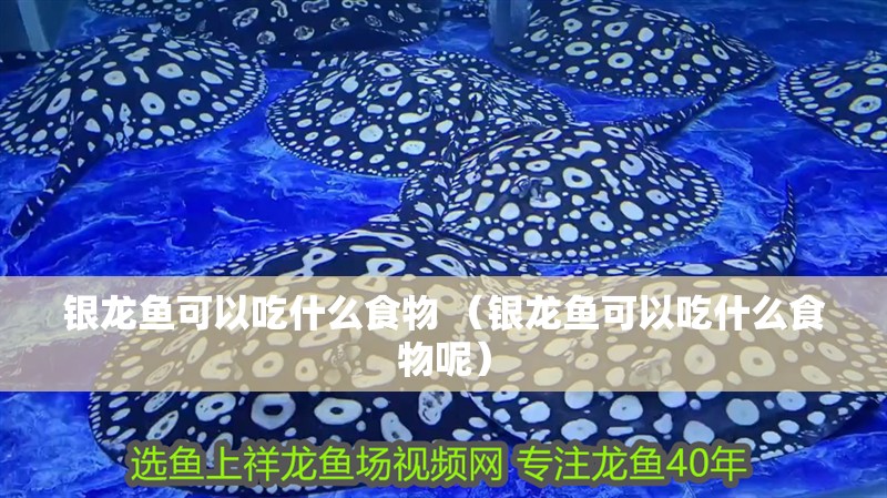 銀龍魚可以吃什么食物 （銀龍魚可以吃什么食物呢） 銀龍魚可以吃什么食物 （銀龍魚可以吃什么食物呢） 銀龍魚百科