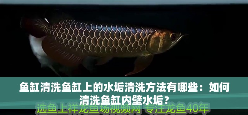 魚缸清洗魚缸上的水垢清洗方法有哪些：如何清洗魚缸內壁水垢？