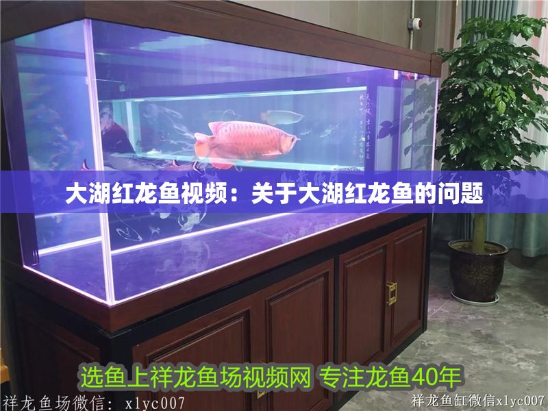 大湖紅龍魚視頻：關于大湖紅龍魚的問題