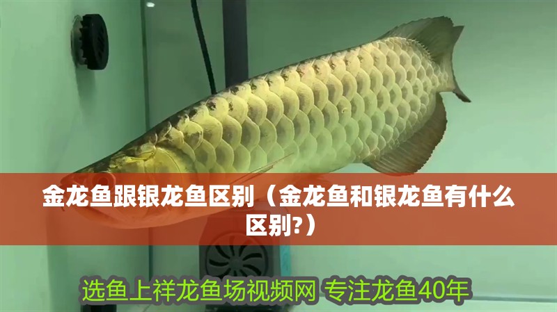 金龍魚跟銀龍魚區別（金龍魚和銀龍魚有什么區別?）