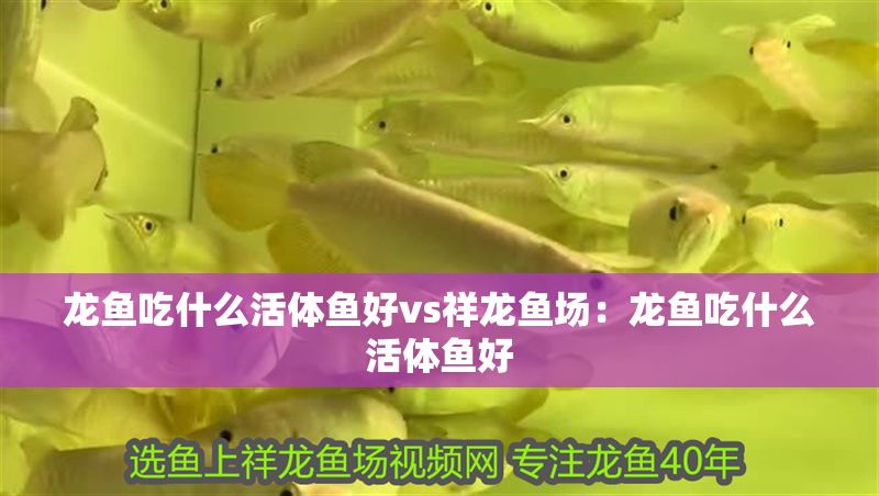 龍魚吃什么活體魚好vs祥龍魚場：龍魚吃什么活體魚好
