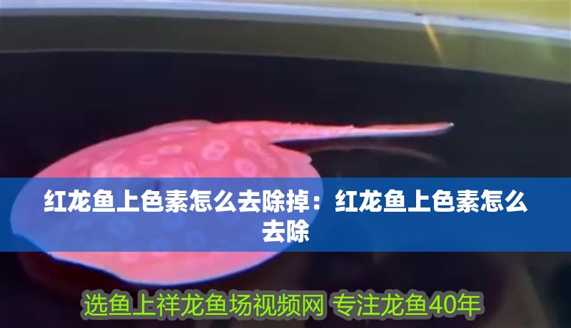 紅龍魚上色素怎么去除掉：紅龍魚上色素怎么去除