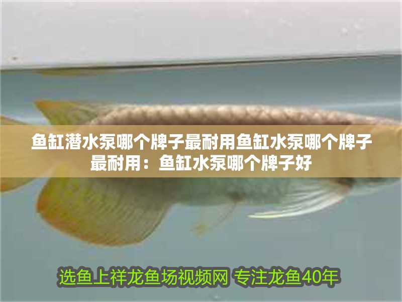 魚缸潛水泵哪個牌子最耐用魚缸水泵哪個牌子最耐用：魚缸水泵哪個牌子好