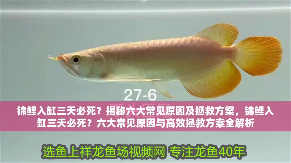 錦鯉入缸三天必死？揭秘六大常見原因及拯救方案，錦鯉入缸三天必死？六大常見原因與高效拯救方案全解析