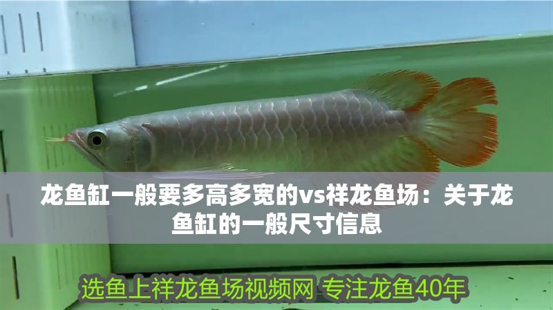 龍魚缸一般要多高多寬的vs祥龍魚場：關(guān)于龍魚缸的一般尺寸信息