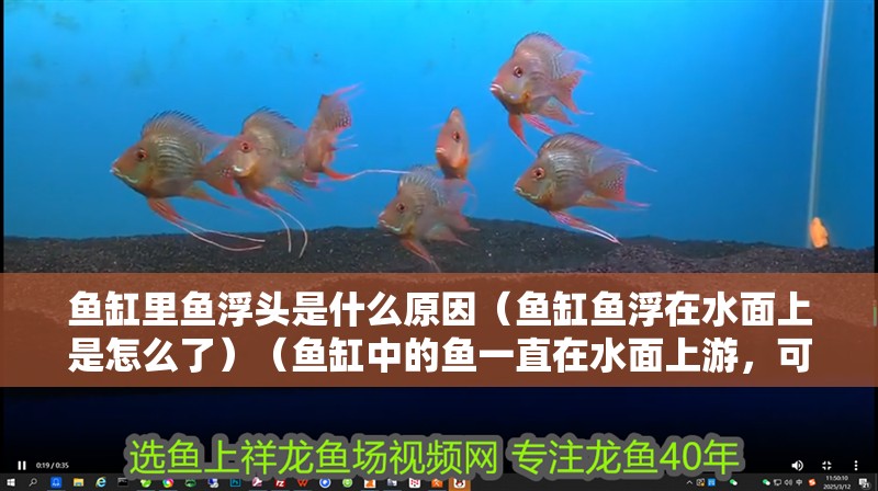 魚缸里魚浮頭是什么原因（魚缸魚浮在水面上是怎么了）（魚缸中的魚一直在水面上游，可能是缺氧而浮頭的原因）