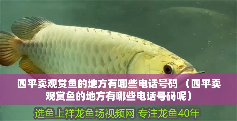<strong><mark>四平</mark></strong>賣觀賞魚的地方有哪些電話號碼 （<strong><mark>四平</mark></strong>賣觀賞魚的地方有哪些電話號碼呢）