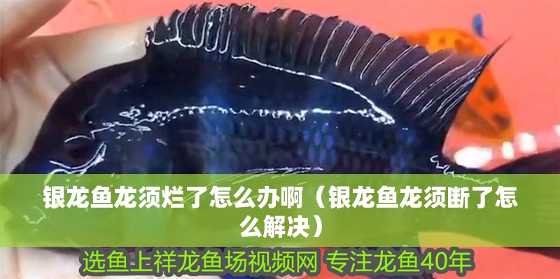 銀龍魚龍須爛了怎么辦?。ㄣy龍魚龍須斷了怎么解決）