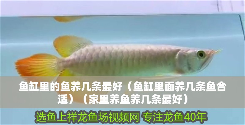 魚缸里的魚養幾條最好（魚缸里面養幾條魚合適）（家里養魚養幾條最好）
