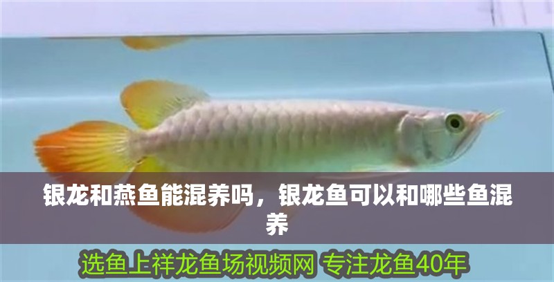銀龍和燕魚能混養嗎，銀龍魚可以和哪些魚混養