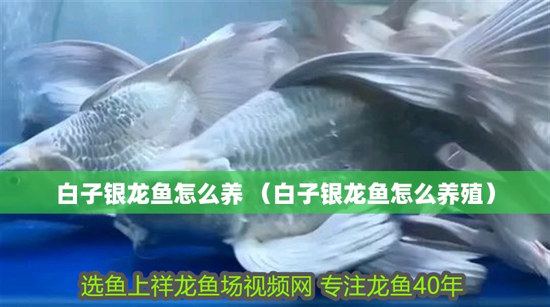 白子銀龍魚怎么養 （白子銀龍魚怎么養殖）