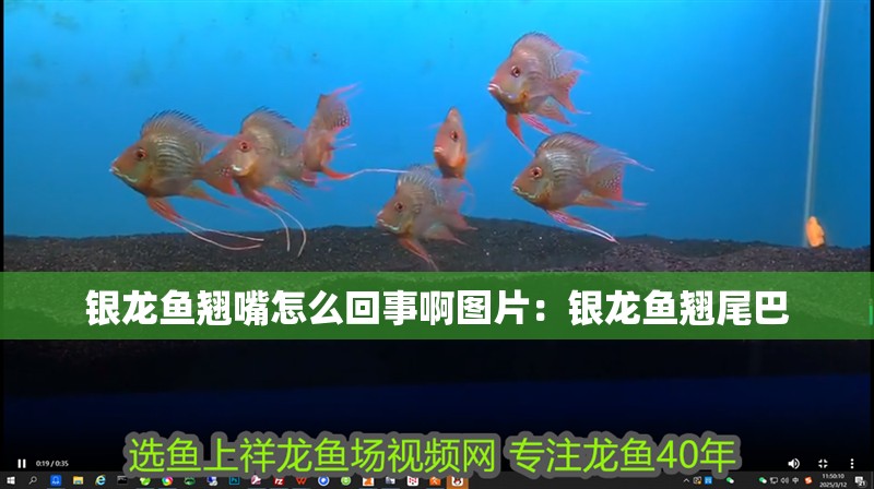 銀龍魚翹嘴怎么回事啊圖片：銀龍魚翹尾巴
