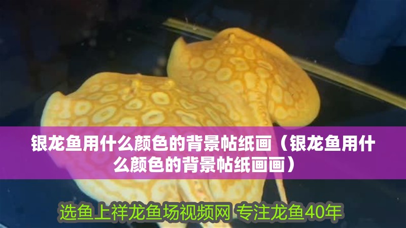 銀龍魚用什么顏色的背景帖紙畫（銀龍魚用什么顏色的背景帖紙畫畫）