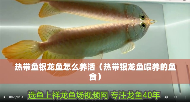 熱帶魚銀龍魚怎么養(yǎng)活（熱帶銀龍魚喂養(yǎng)的魚食）