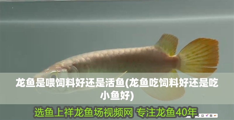 龍魚是喂飼料好還是活魚(龍魚吃飼料好還是吃小魚好)