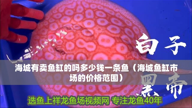海城有賣魚缸的嗎多少錢一條魚（海城魚缸市場的價格范圍）