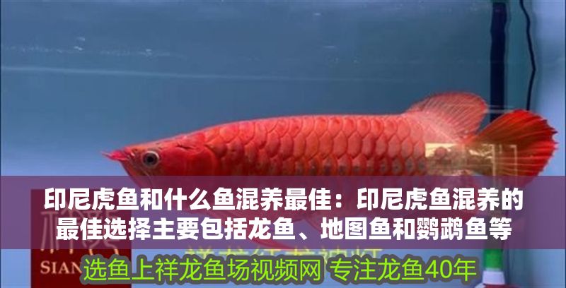 印尼虎魚和什么魚混養最佳：印尼虎魚混養的最佳選擇主要包括龍魚、地圖魚和鸚鵡魚等