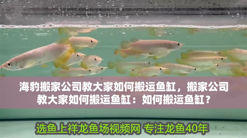 海豹搬家公司教大家如何搬運魚缸，搬家公司教大家如何搬運魚缸：如何搬運魚缸？