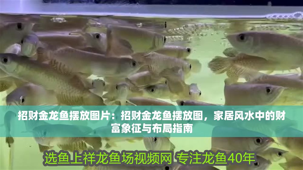 招財金龍魚擺放圖片：招財金龍魚擺放圖，家居風水中的財富象征與布局指南