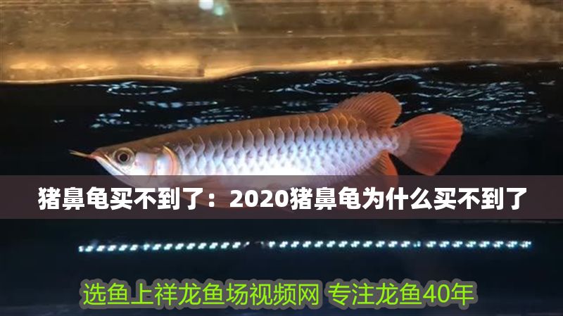 豬鼻龜買不到了：2020豬鼻龜為什么買不到了