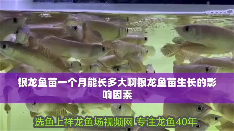 銀龍魚苗一個月能長多大啊銀龍魚苗生長的影響因素 銀龍魚苗一個月能長多大啊銀龍魚苗生長的影響因素 銀龍魚百科