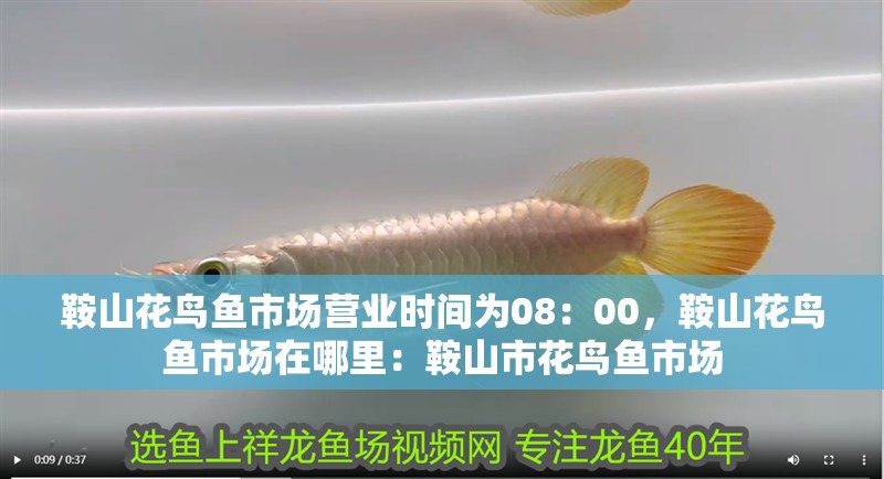 鞍山花鳥魚市場營業時間為08：00，鞍山花鳥魚市場在哪里：鞍山市花鳥魚市場
