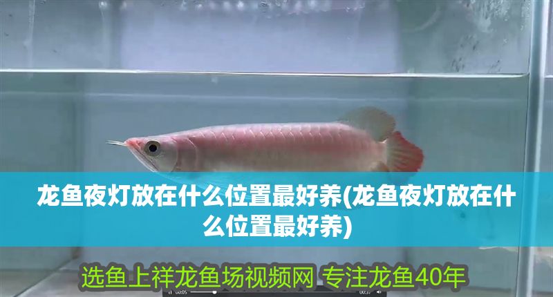 龍魚夜燈放在什么位置最好養(龍魚夜燈放在什么位置最好養)