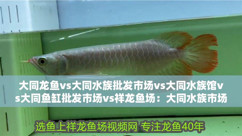 大同龍魚vs大同水族批發市場vs大同水族館vs大同魚缸批發市場vs祥龍魚場：大同水族市場與祥龍魚場的區別