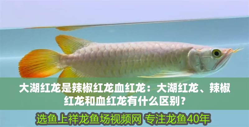 大湖紅龍是辣椒紅龍血紅龍：大湖紅龍、辣椒紅龍和血紅龍有什么區(qū)別？