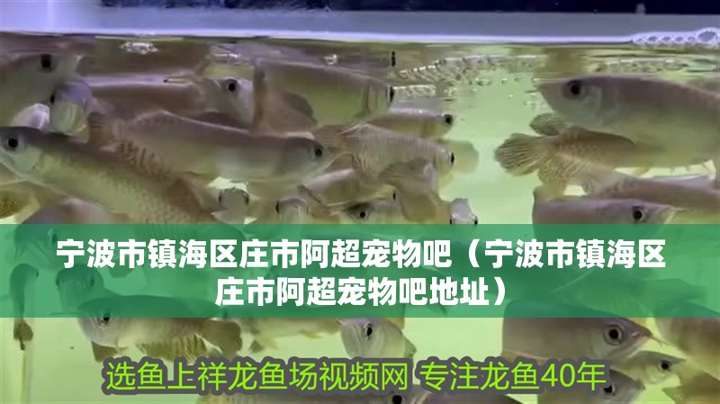 寧波市鎮海區莊市阿超寵物吧（寧波市鎮海區莊市阿超寵物吧地址）