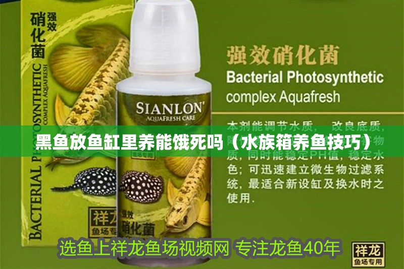 黑魚(yú)放魚(yú)缸里養(yǎng)能餓死嗎（水族箱養(yǎng)魚(yú)技巧）