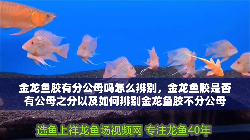 金龍魚膠有分公母嗎怎么辨別，金龍魚膠是否有公母之分以及如何辨別金龍魚膠不分公母 金龍魚膠有分公母嗎怎么辨別，金龍魚膠是否有公母之分以及如何辨別金龍魚膠不分公母 龍魚百科