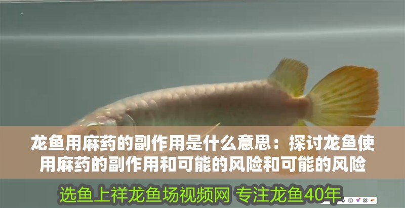 龍魚用麻藥的副作用是什么意思：探討龍魚使用麻藥的副作用和可能的風險和可能的風險 龍魚用麻藥的副作用是什么意思：探討龍魚使用麻藥的副作用和可能的風險和可能的風險 龍魚百科