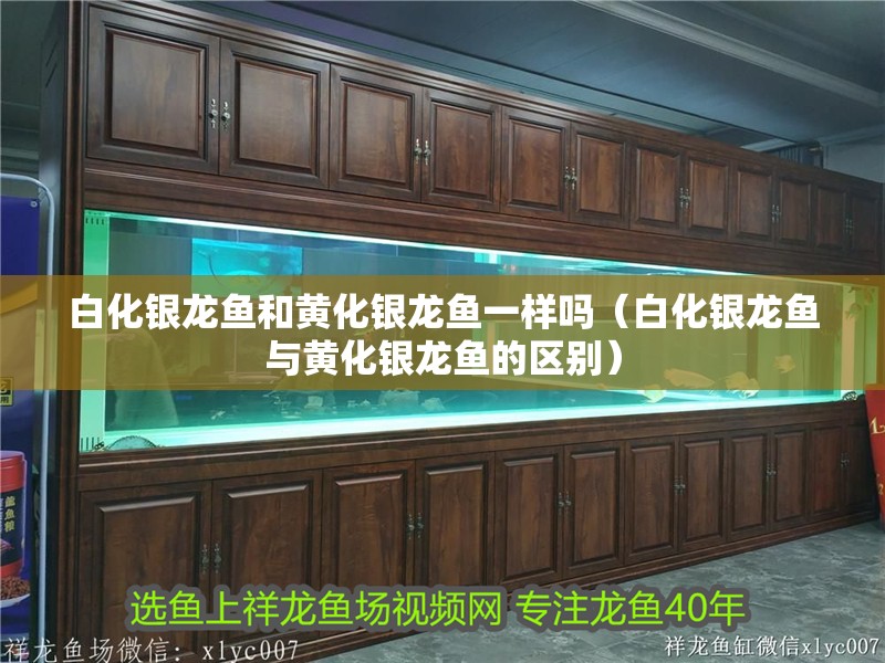 白化銀龍魚和黃化銀龍魚一樣嗎（白化銀龍魚與黃化銀龍魚的區別）