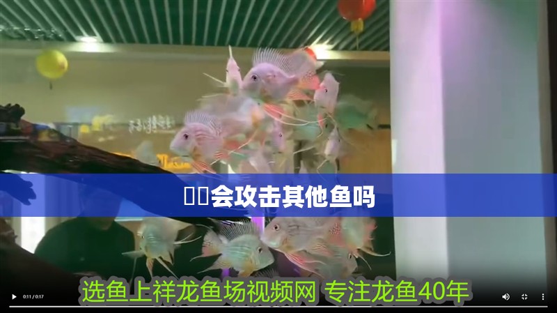 鳑鲏會(huì)攻擊其他魚(yú)嗎