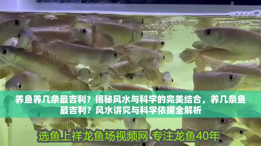 養魚養幾條最吉利？揭秘風水與科學的完美結合，養幾條魚最吉利？風水講究與科學依據全解析