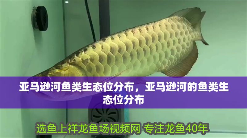 亞馬遜河魚類生態位分布，亞馬遜河的魚類生態位分布