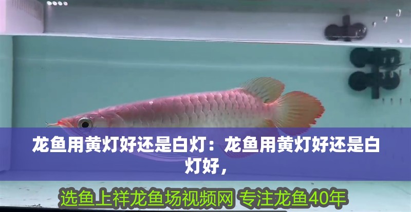 龍魚用黃燈好還是白燈：龍魚用黃燈好還是白燈好，
