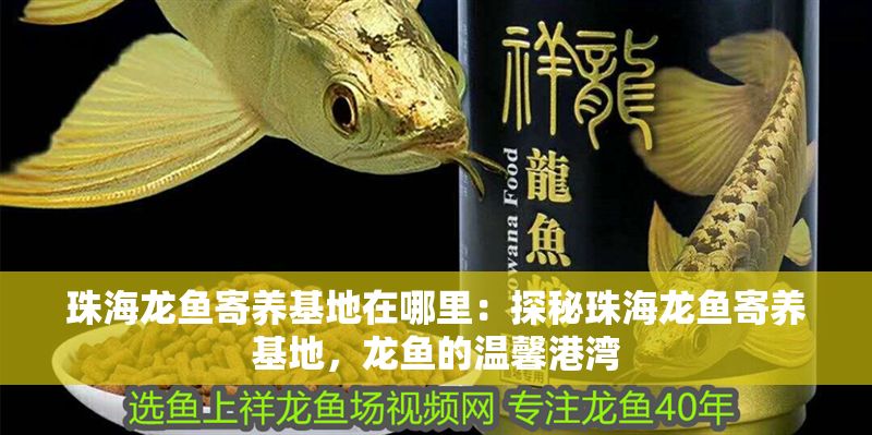 珠海龍魚寄養基地在哪里：探秘珠海龍魚寄養基地，龍魚的溫馨港灣