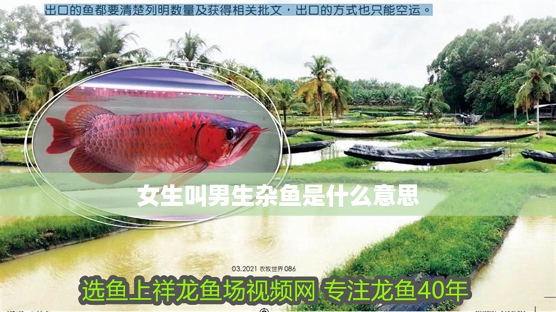 女生叫男生雜魚是什么意思