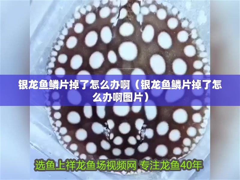 銀龍魚鱗片掉了怎么辦啊（銀龍魚鱗片掉了怎么辦啊圖片） 銀龍魚鱗片掉了怎么辦啊（銀龍魚鱗片掉了怎么辦啊圖片） 銀龍魚百科