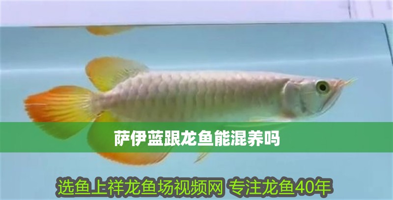 薩伊藍跟龍魚能混養嗎