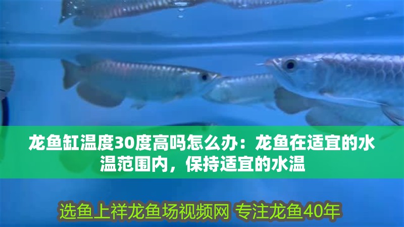 龍魚缸溫度30度高嗎怎么辦：龍魚在適宜的水溫范圍內，保持適宜的水溫
