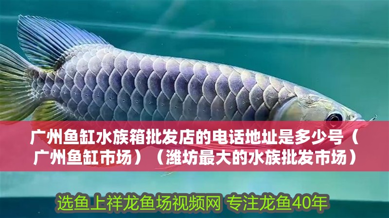 廣州魚缸水族箱批發(fā)店的電話地址是多少號（廣州魚缸市場）（濰坊最大的水族批發(fā)市場）