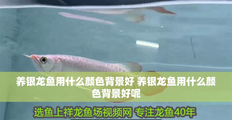 養(yǎng)銀龍魚用什么顏色背景好 養(yǎng)銀龍魚用什么顏色背景好呢