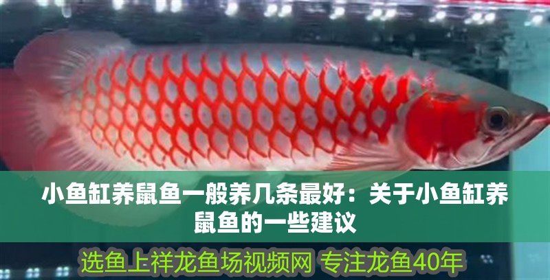 小魚缸養鼠魚一般養幾條最好：關于小魚缸養鼠魚的一些建議