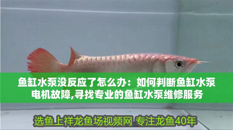 魚缸水泵沒反應(yīng)了怎么辦：如何判斷魚缸水泵電機(jī)故障,尋找專業(yè)的魚缸水泵維修服務(wù) 魚缸水泵沒反應(yīng)了怎么辦：如何判斷魚缸水泵電機(jī)故障,尋找專業(yè)的魚缸水泵維修服務(wù) 魚缸百科